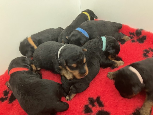 Puppy's geboren op 9 juni 2024!
