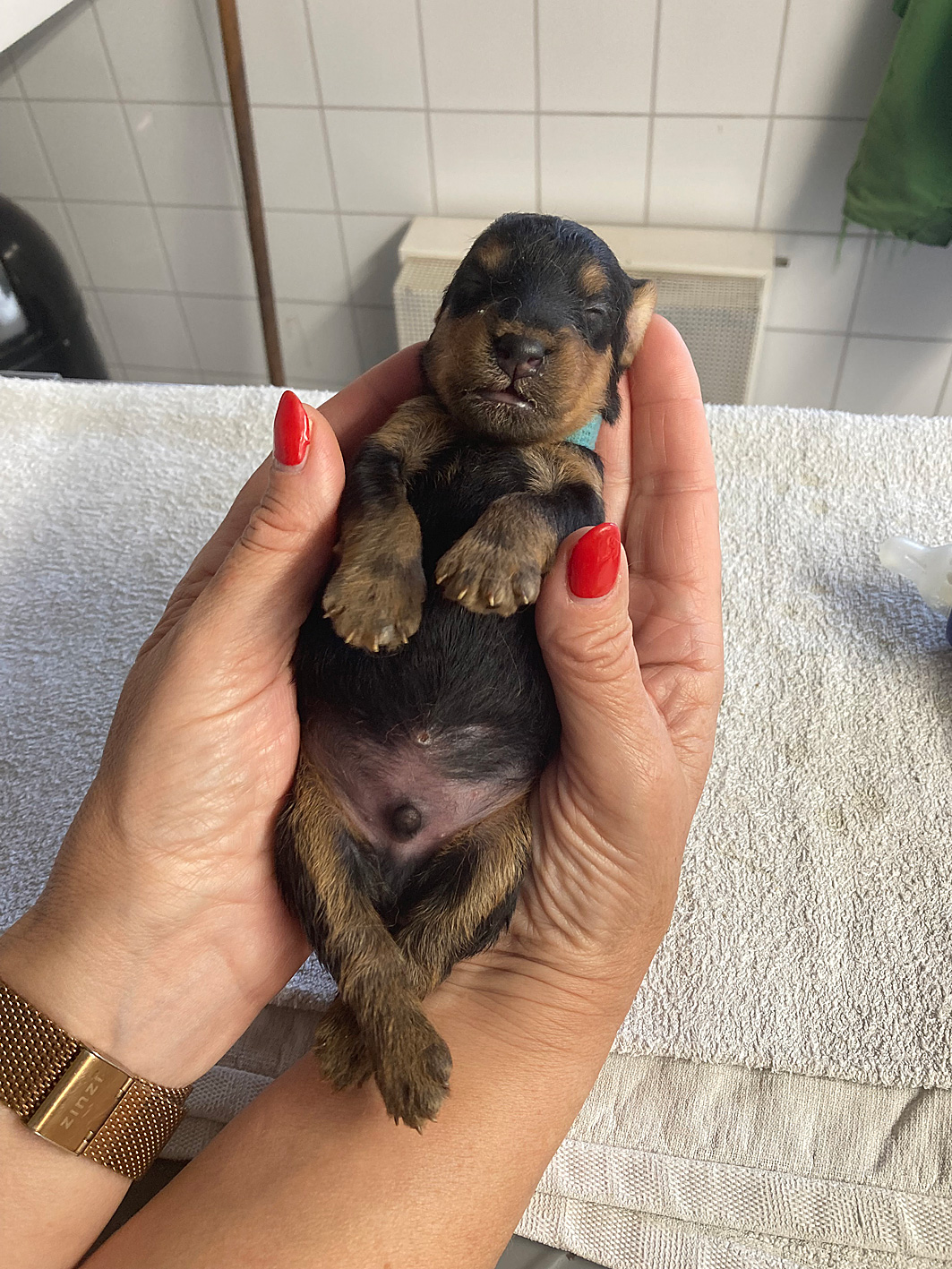 Puppy’s verwacht half juni 2025