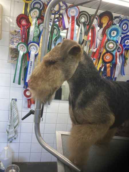 Kennel